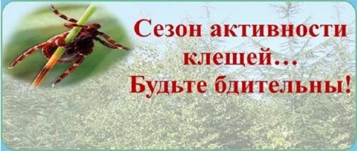 Клещи – одна из главных опасностей летнего сезона, они являются переносчиками инфекционных заболеваний